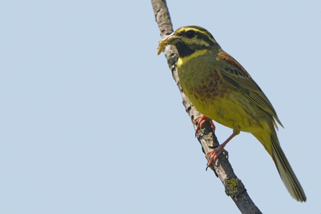 Cirl Bunting male adult, identification