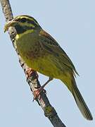 Cirl Bunting