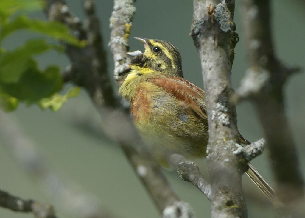 Cirl Bunting male adult, song