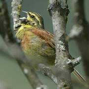 Cirl Bunting