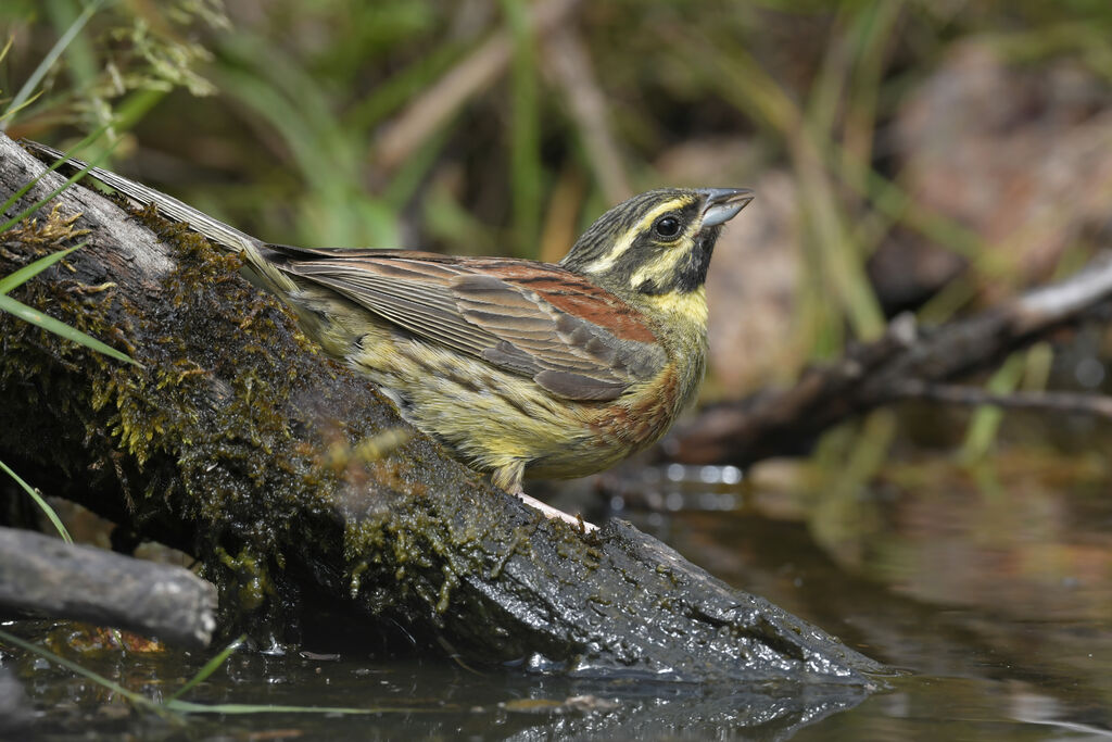 Cirl Bunting male adult breeding, identification, drinks