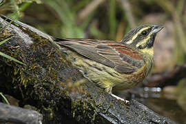 Cirl Bunting