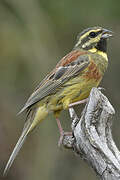 Cirl Bunting