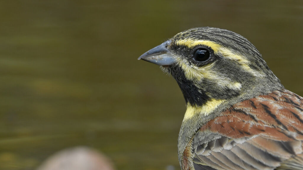 Cirl Bunting male adult breeding, close-up portrait