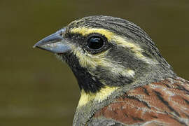 Cirl Bunting