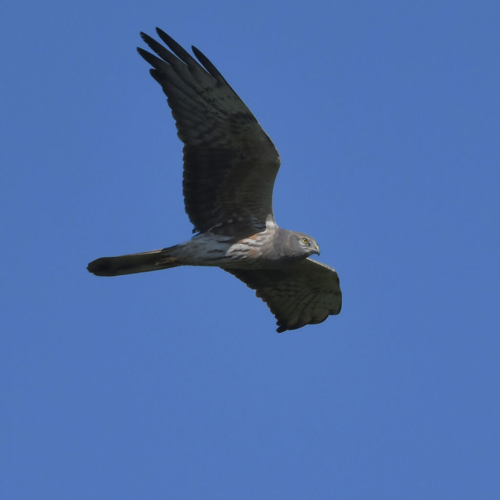 Montagu's Harrier male Second year, identification