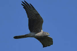 Montagu's Harrier