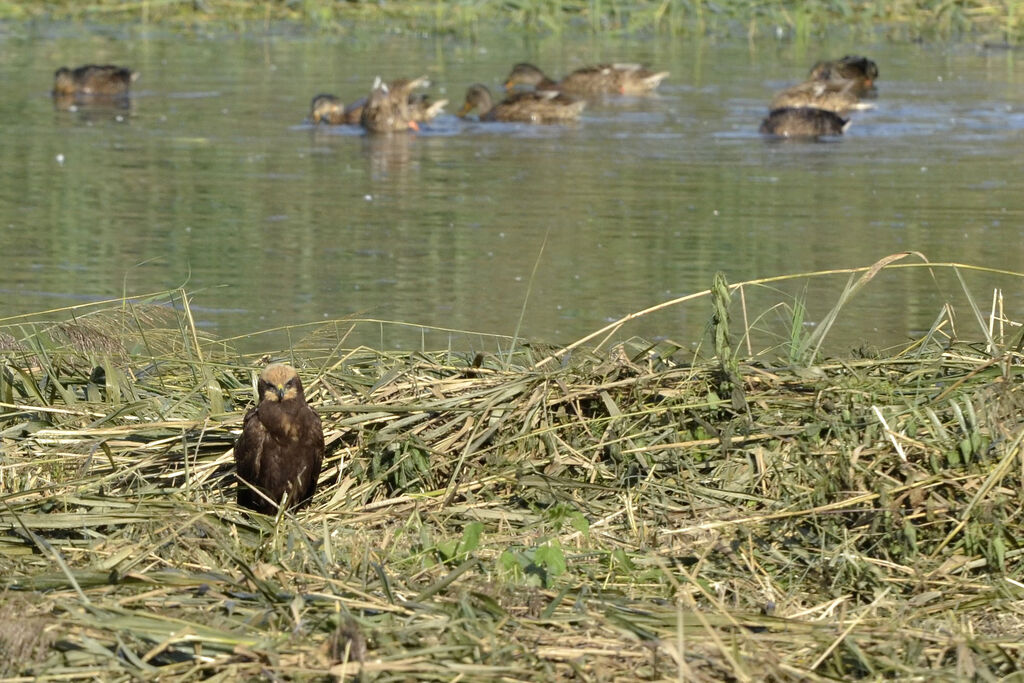 Busard des roseauxjuvénile, identification