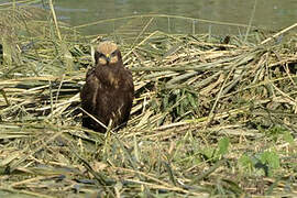 Western Marsh Harrier