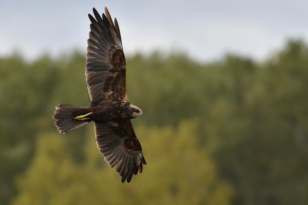 Western Marsh Harrier, Flight