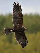 Western Marsh Harrier