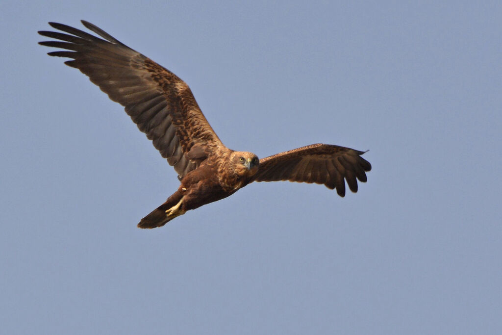 Western Marsh Harrier, Flight