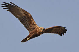 Western Marsh Harrier