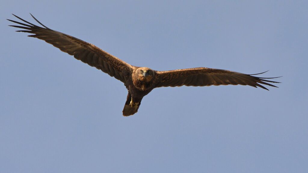 Western Marsh Harrier, Flight