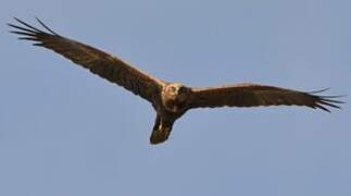 Western Marsh Harrier