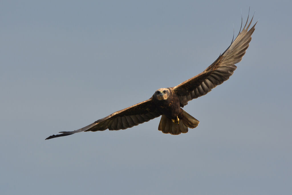 Western Marsh Harrier, Flight