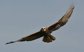 Western Marsh Harrier