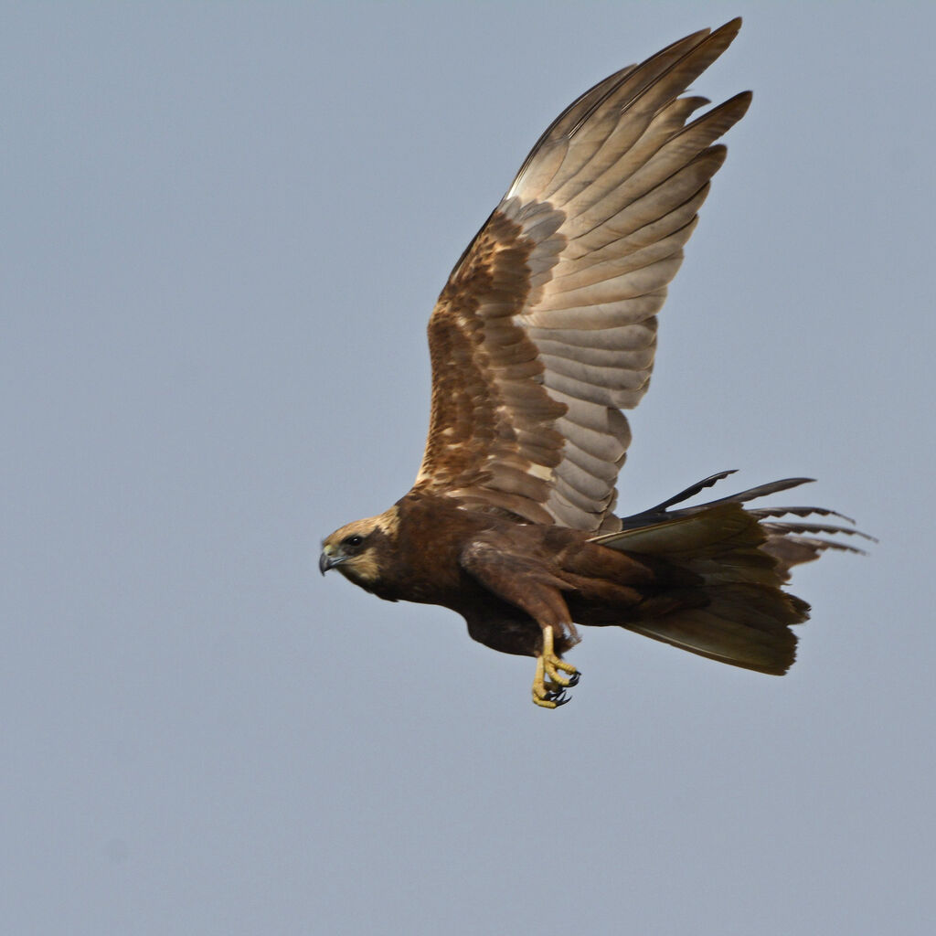 Western Marsh Harrier, Flight