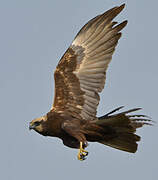 Western Marsh Harrier