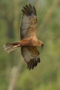 Western Marsh Harrier