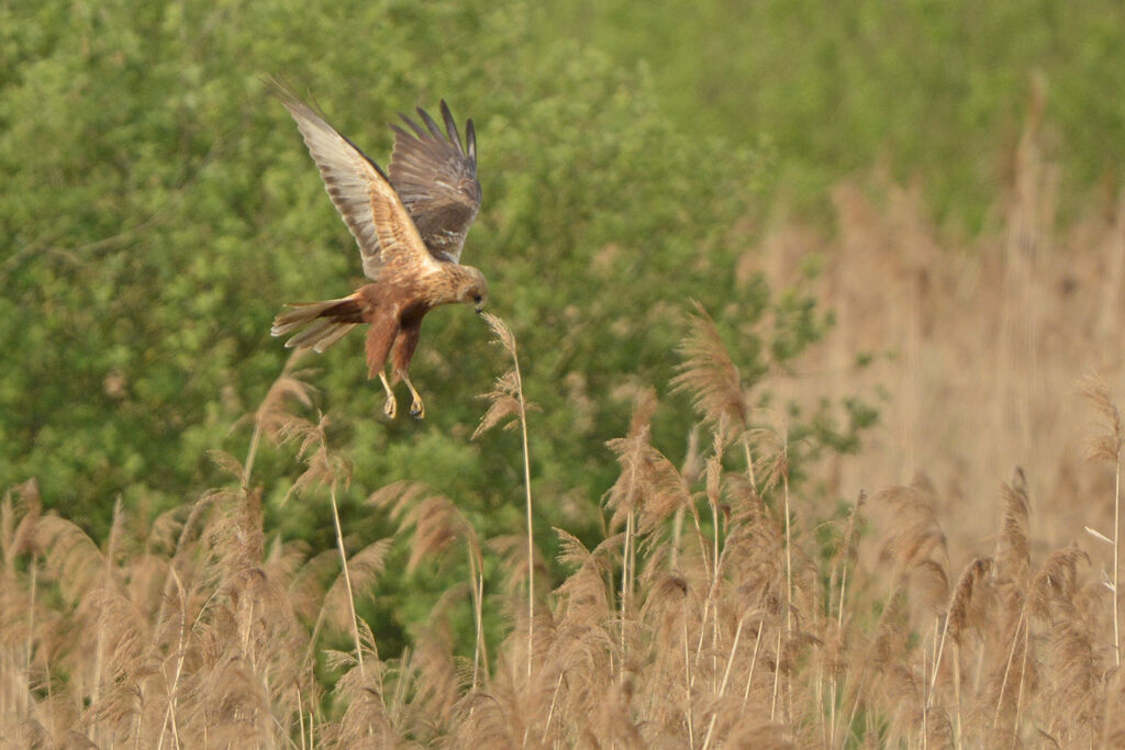 Western Marsh Harrier male adult, Flight