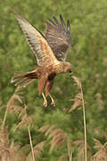 Western Marsh Harrier