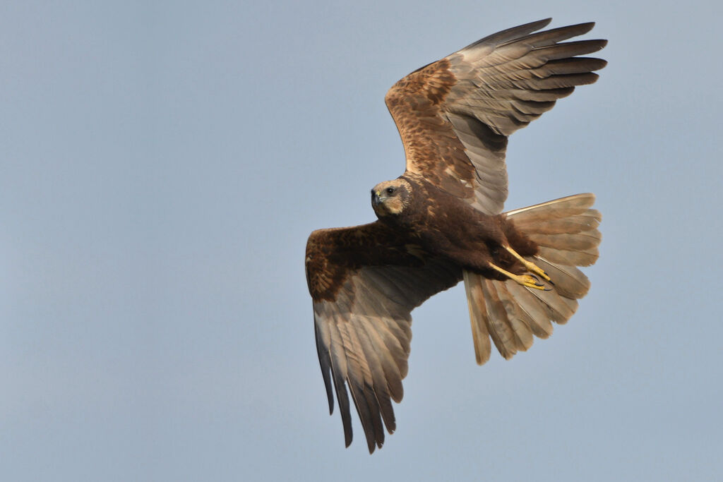 Western Marsh Harrier, Flight