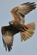 Western Marsh Harrier