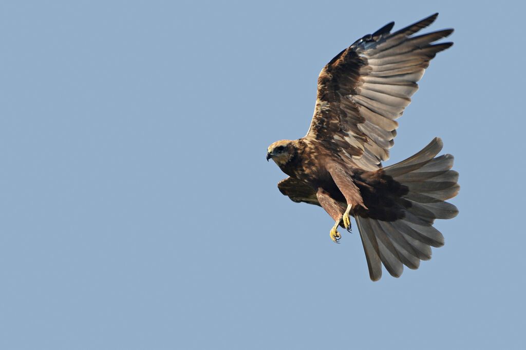 Western Marsh Harrier