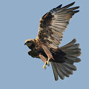 Western Marsh Harrier