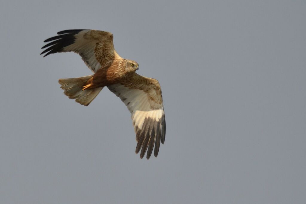 Western Marsh Harrier male adult