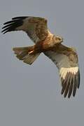 Western Marsh Harrier