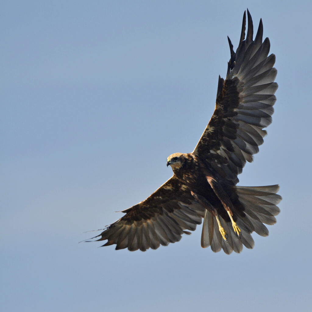 Western Marsh Harrier