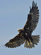 Western Marsh Harrier