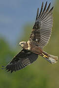 Western Marsh Harrier