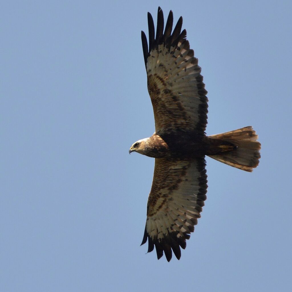 Western Marsh Harrier male Second year, Flight