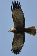 Western Marsh Harrier