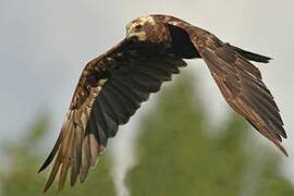 Western Marsh Harrier