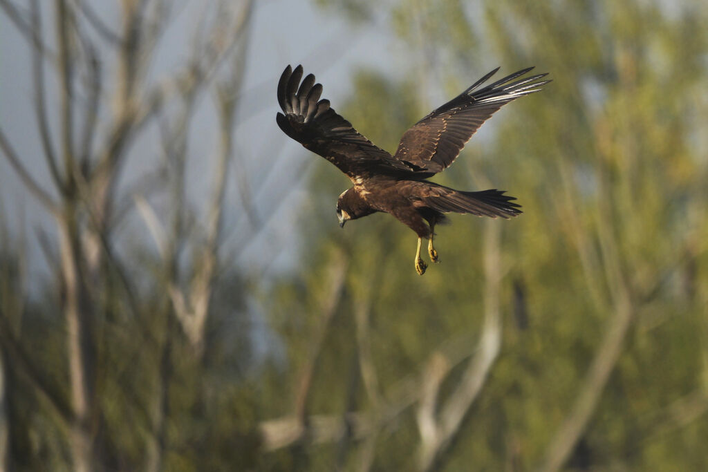 Western Marsh Harrierjuvenile, Flight