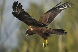 Western Marsh Harrier