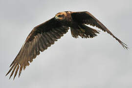 Western Marsh Harrier