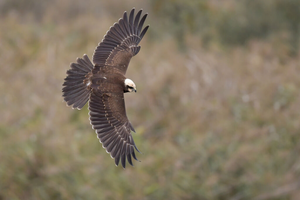 Western Marsh HarrierFirst year, identification, Flight