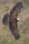 Western Marsh Harrier