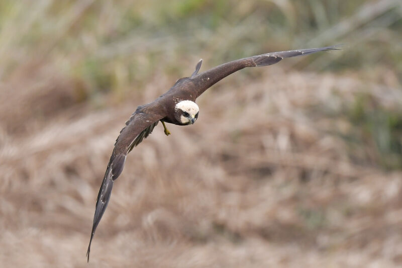 Western Marsh Harrierjuvenile, Flight