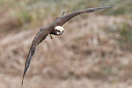 Western Marsh Harrier