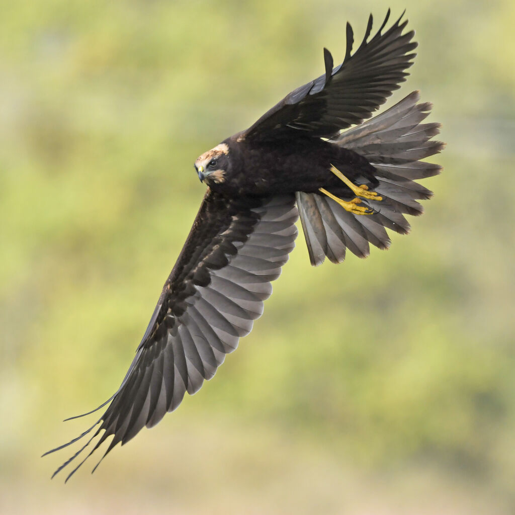 Western Marsh HarrierFirst year, Flight