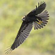 Western Marsh Harrier