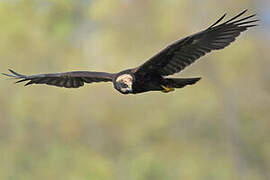 Western Marsh Harrier