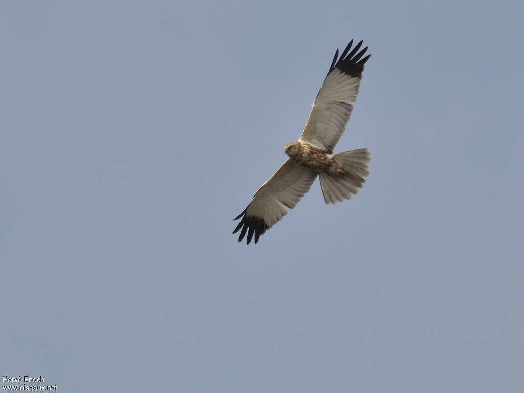 Western Marsh Harrier male adult, pigmentation, Flight