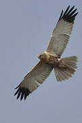 Western Marsh Harrier